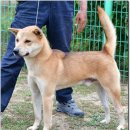 까치말진돗개농장 이미지