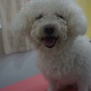 다소니펫살롱 이미지