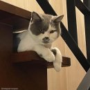 개스타일 이미지