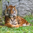 호랑이네 이미지