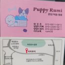 퍼피루미 이미지