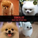 강아지삼촌 이미지