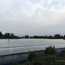 동백농원 이미지