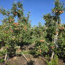 보석농장 이미지