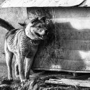 대청호반 이미지