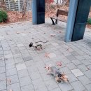 써니펫시터 이미지