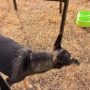 워킹애니멀스쿨 이미지