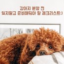 엔젤스펫