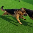 휴먼앤독 이미지