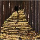 도리마을 숲 이미지