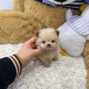 데일리독 | 의정부강아지 10년 운영 믿을만한 곳 친절한 사장님 넘 이쁜 아이들 후기 "데일리독 의정부점"