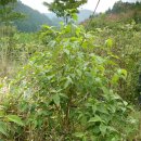 진솔농장 이미지