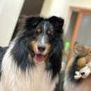 보니또따 이미지