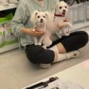 나라라펫 이미지