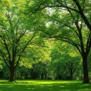 잣나무집정원 이미지