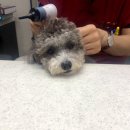 산들동물병원 이미지