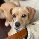 오룡 동물병원 | 남악 오룡동물병원 강아지 중성화 수술 후기, 수술후 회복식