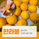 효돈동-5 | [제주 한라봉 추천] 귤스데이 산지직송 한라봉 3kg, 입안 가득 퍼지는 서귀포 농장의 달콤한 선물!