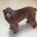 위니펫동물병원 이미지