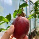 향화농장 이미지