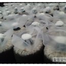 진명농원 이미지