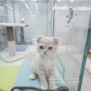 러블리캣독 의정부고양이분양 강아지분양 이미지