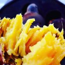 농업회사법인(주)삼시한끼고구마 | [공지] 안면도호박고구마 삼시한끼고구마