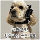 코스모스미용 | 대형견도 문제없는 튼튼한 강아지목줄! 마르셰코스모스 목줄 사용후기