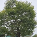 이화동산 이미지