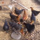 성계농장 이미지