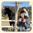 포니랜드 | 서울근교 벚꽃 명소 렛츠런파크 서울포니랜드 아기랑 나들이 후기