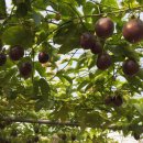 두리농장1 이미지