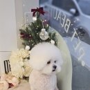 빠몽(PAWMONG) 네이버블로그