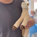 영석목장 이미지