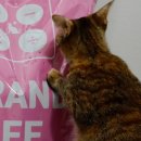 사조동아원(주) | 길냥이사료로 추천하는 브프캣업 고양이대용량사료 20kg