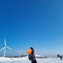 청우목장 | <강원도 여행> 1월 삼양 라운드 힐 방문 후기!