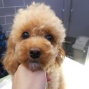 카페거리 동물병원 동행 이미지