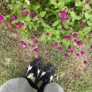 궁평항로 이미지