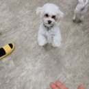 풀링앤그루밍 | [과천 애견 카페] 풀링 (강아지 유치원, 대관, 호텔링, 미용)
