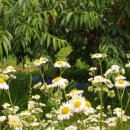 금봉 농장 이미지