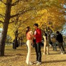 강천보건진료소 화장실 | 서울 근교 나들이 여주 강천섬 유원지 은행나무 축제 단풍 시기