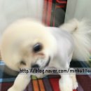 투개더 펫 이미지