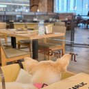 아기강아지 | 안성 스타필드 애견동반식당 매드포갈릭 아기랑 강아지랑 방문 후기