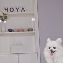 스테이 달(stay 달) | 여수 애견동반호텔 호야스테이 가성비 좋은 감성 숙소 추천