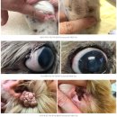 나은동물병원 이미지