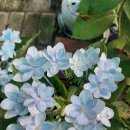 형제조류 이미지