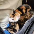 고양이호텔 외갓집 이미지