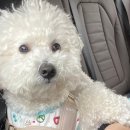 멍설유치원 | [임복땡] 멍설유치원 목욕 후기