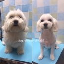 59펫살롱 이미지