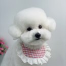 단비네 애견미용 네이버블로그